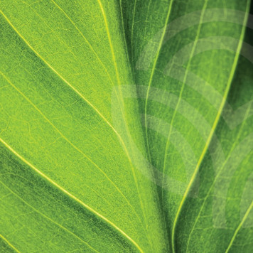 Clorofilă lichidă (Clorofilă lichidă) NSP soluție orală